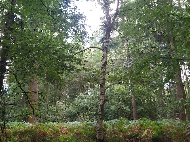 Bucknell Wood, Abthorpe - Image 2