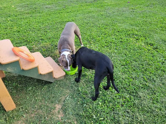 Albemarle Parks & Recreation Dog Park - Image 2