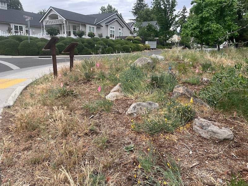Peabody Creek Restoration Area, Grass Valley, CA. - Image 1