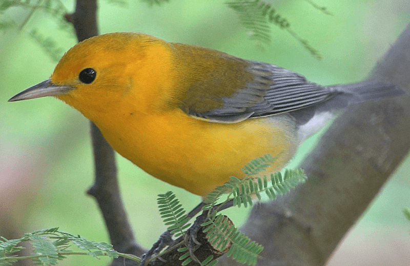 Texas Birding - Image 2