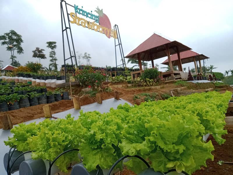 Strawberry Krincing Hill - Image 2