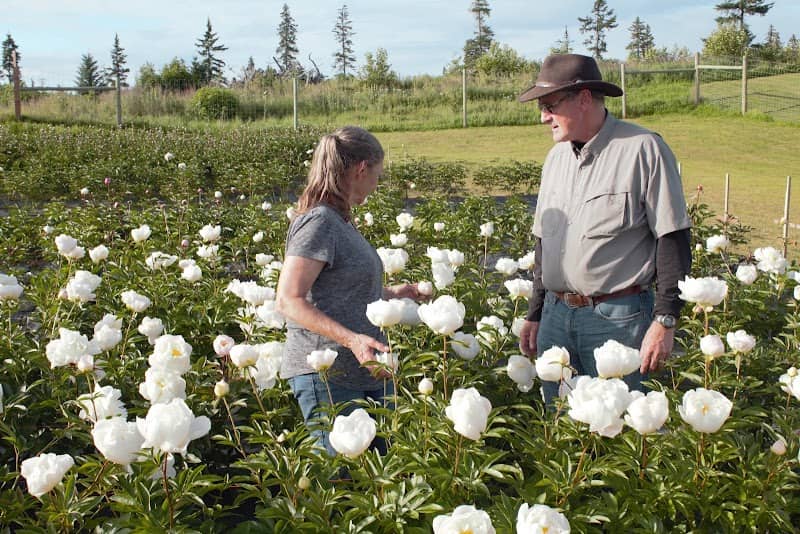 Alaska Peony Broker - Image 1