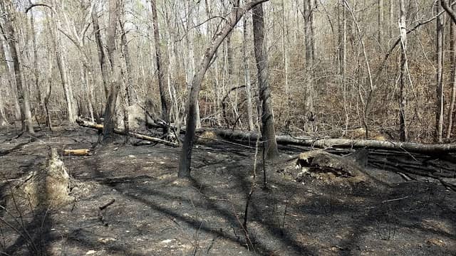 Densons Creek Nature Trail - Image 1