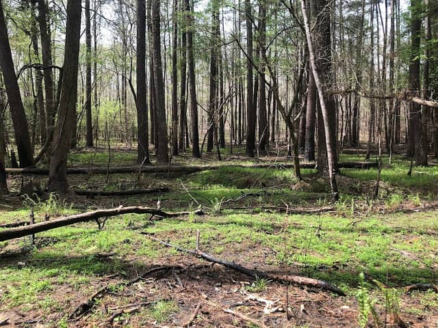 Densons Creek Nature Trail - Image 3
