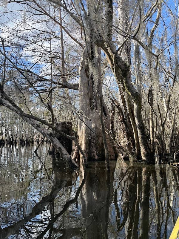 Black River Cypress Preserve - Peninsula Tract - Image 2