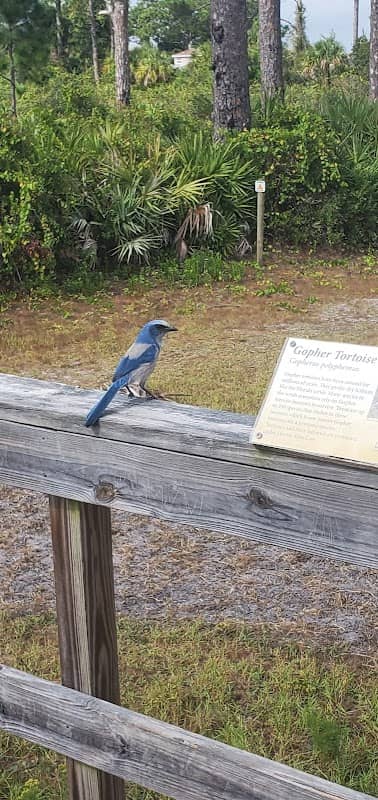 Florida Scrub Jay Viewing Stand - Image 2