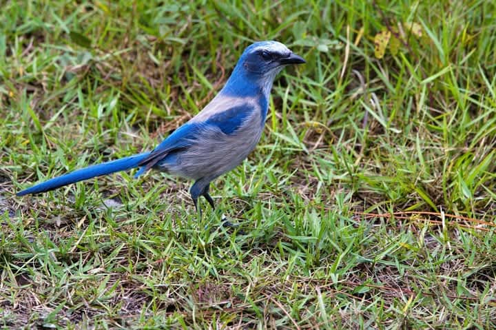 Florida Scrub Jay Viewing Stand - Image 3