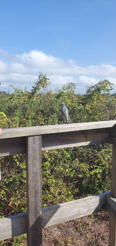 Florida Scrub Jay Viewing Stand - Image 1
