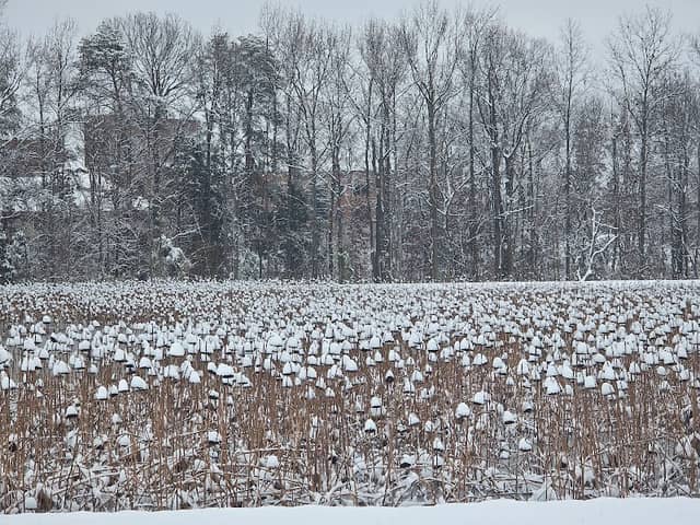 Samtec Nature Preserve - Image 1