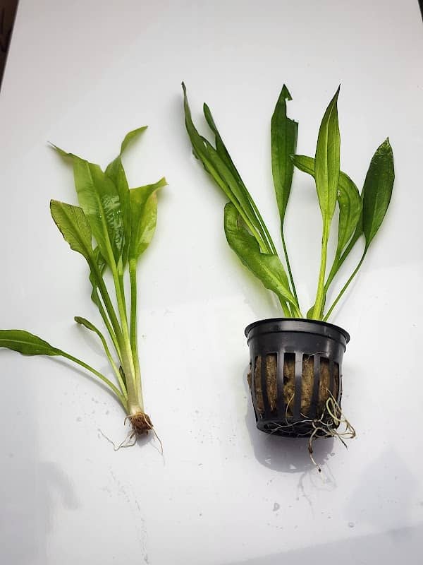 Glass Grown Aquatics - Image 1