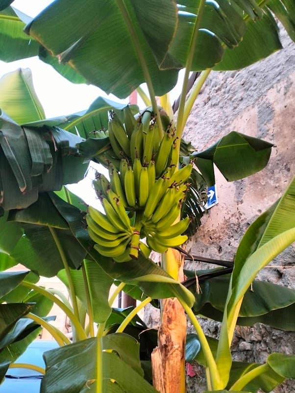 Il banano di Tropea - Image 1