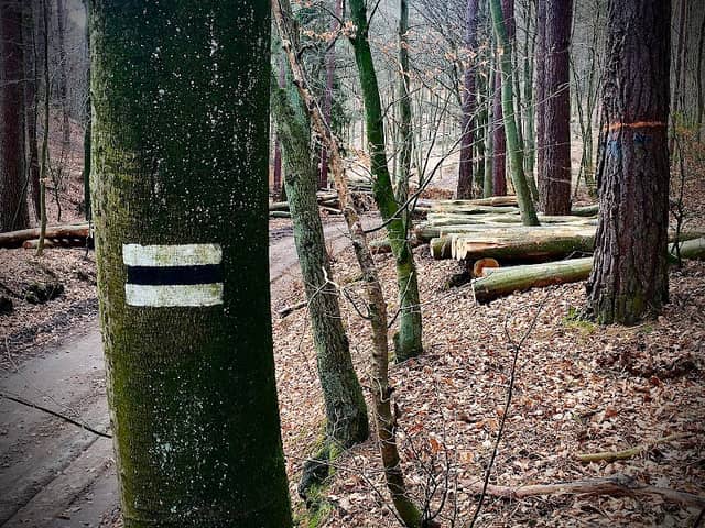 Źródło Potoku Karlikowskiego - Image 1