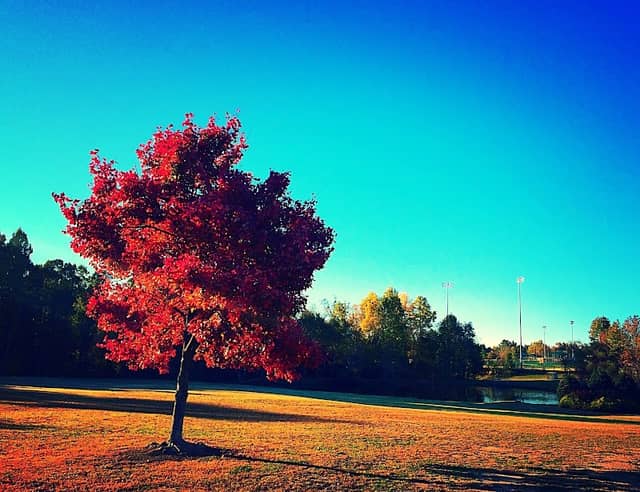 Parrish Womble Park - Image 2