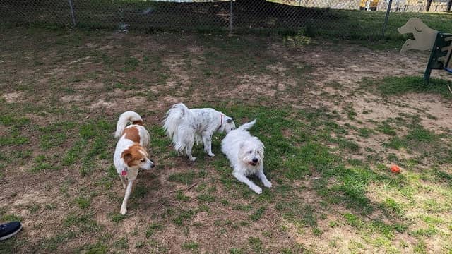 Rabun County Bark Park - Image 2