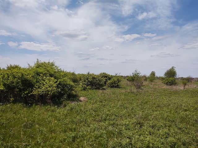 Black Walnut Preserve - Image 2