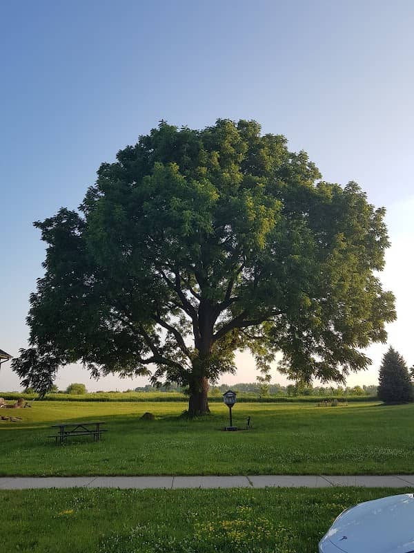 Black Walnut Preserve - Image 1