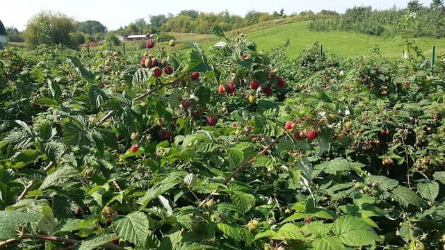 Connell's Orchard - Image 1