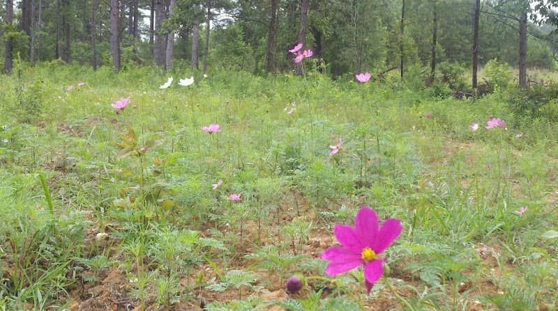 Della's Wildflower Meadow - Image 2
