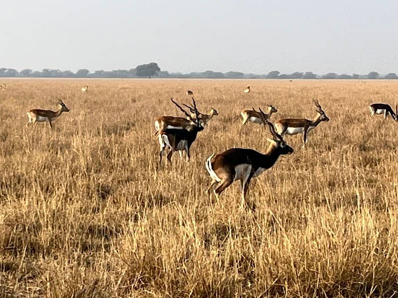 Talchhapar Sanctuary - Image 1