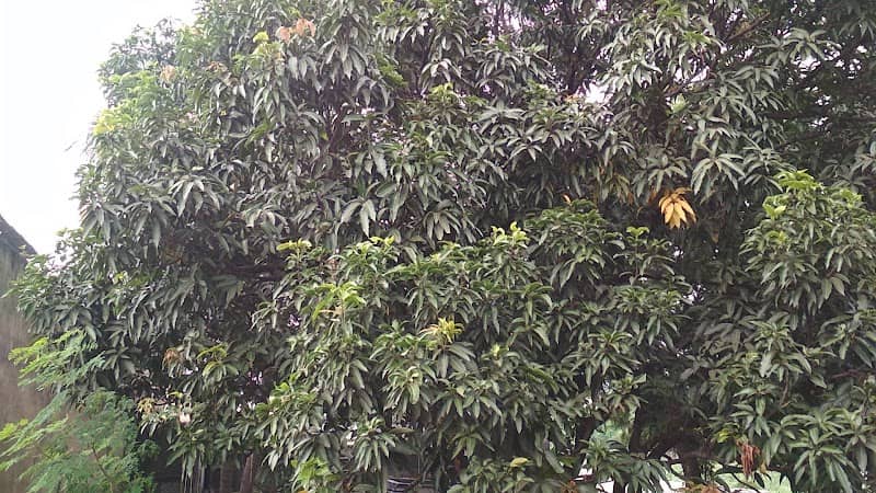 surya park - Image 1