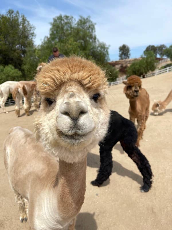 The Alpaca Hacienda in Temecula Valley - Image 1