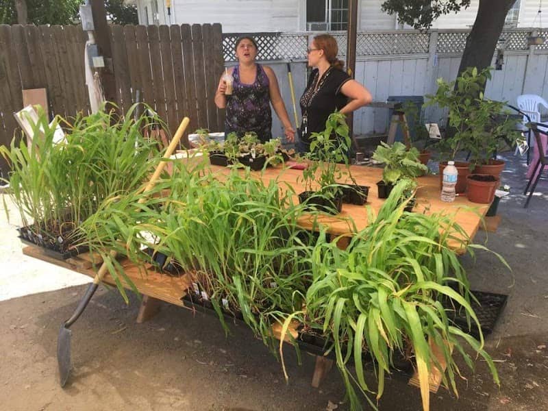 Pierce Street Community Garden - Image 2