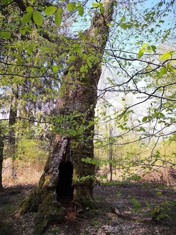 Prinzessinnengarten - Image 1