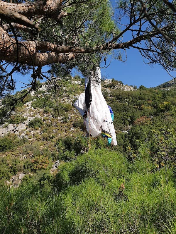 BlueEye Tree - Image 1