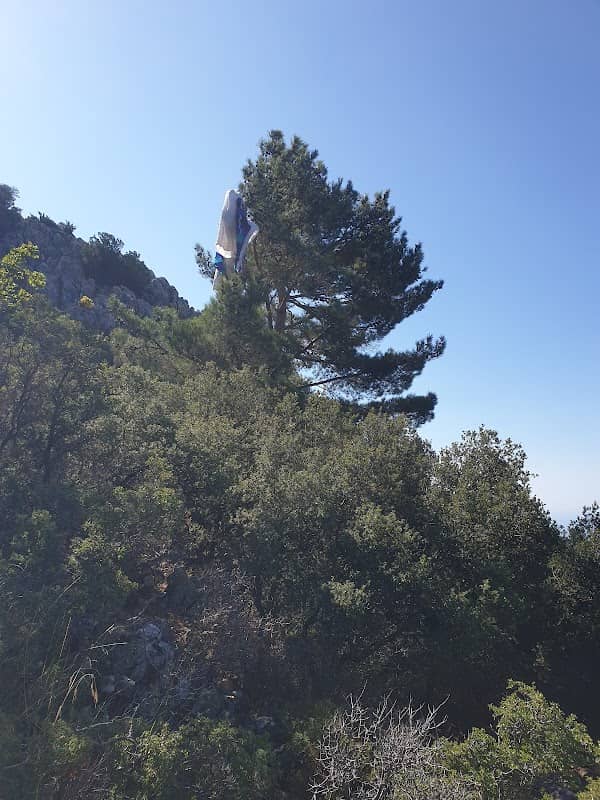 BlueEye Tree - Image 2