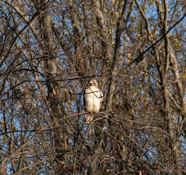 Cardinal Grove - Image 2