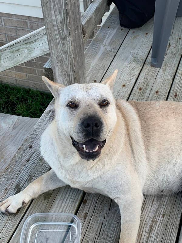 Friendly Dog - Image 1
