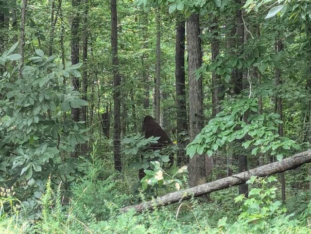 Bigfoot Folk Art - Image 1