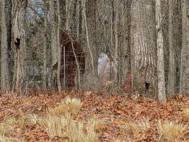 Bigfoot Folk Art - Image 2