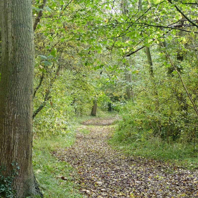 Bloxholm Wood Nature Reserve - Image 1
