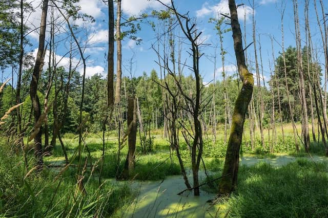 Wetlands Reserve - Image 1