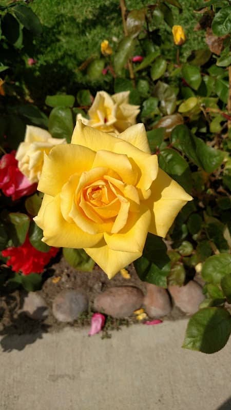 Sycamore Park - Image 1