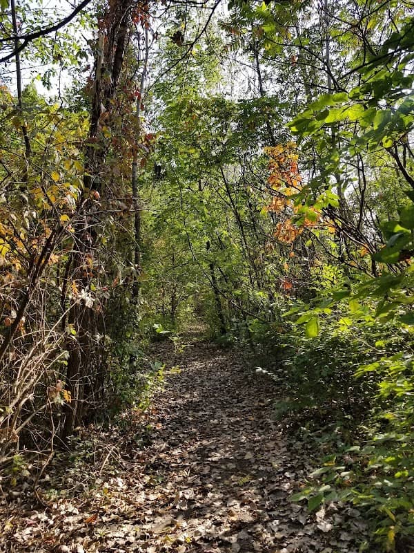 Monon Forest - Image 1