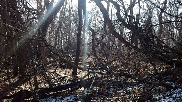 Monon Forest - Image 2