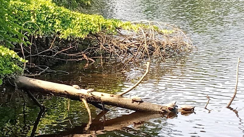 Riverside Park - Image 2