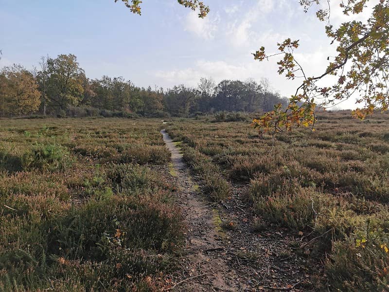 Marsham Heath - Image 1