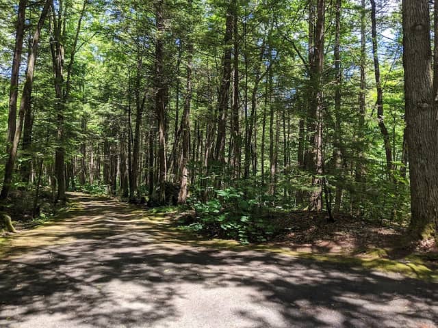 Granville State Forest - Image 1