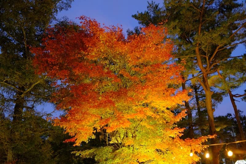 山中湖紅葉祭 - Image 1