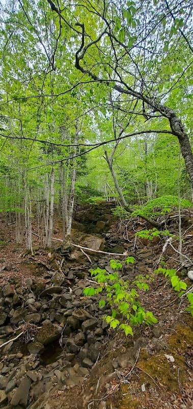 Seven Falls - Margaretsville - Image 3