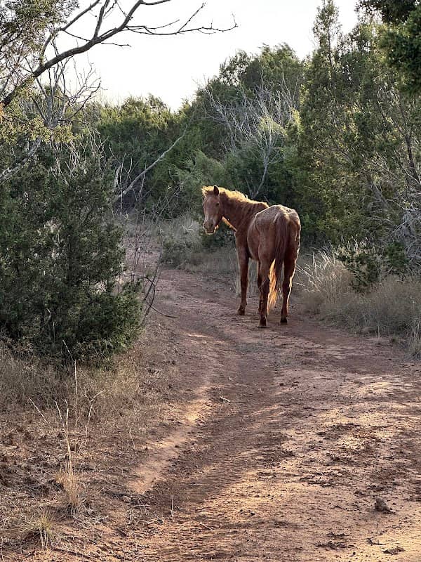 Red Horse Ranch - Image 2
