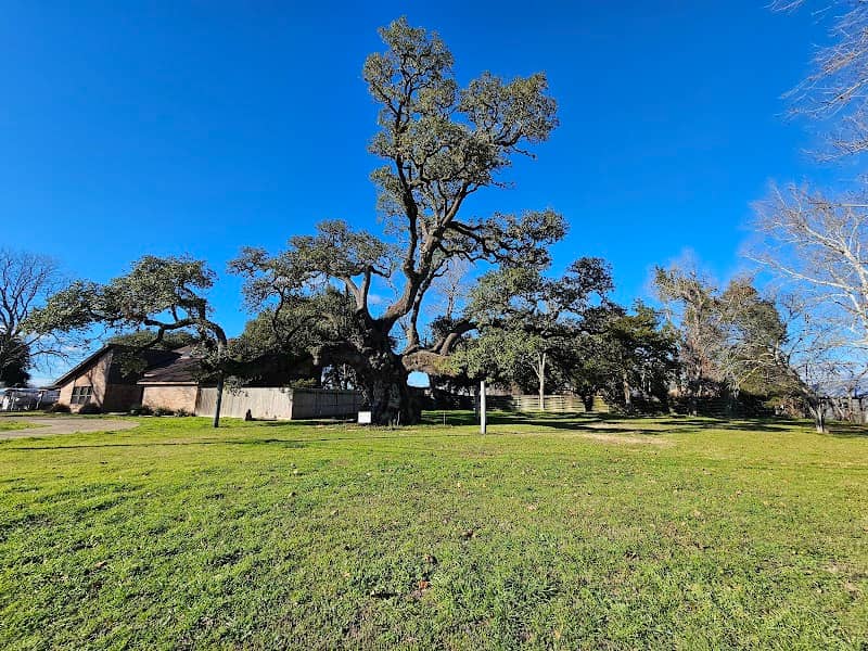 Columbus Oak - Image 2