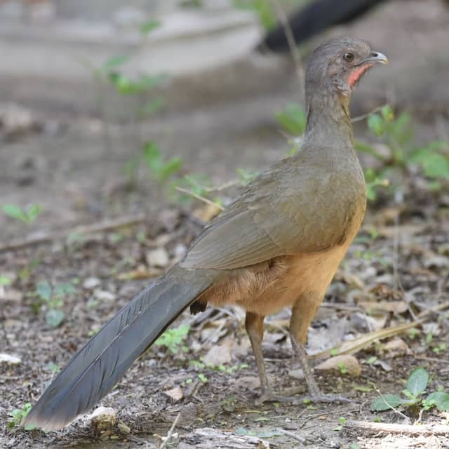 World Birding Center - Image 1