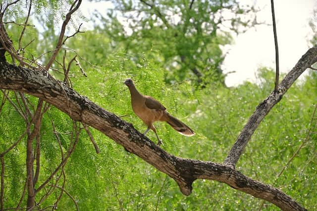 World Birding Center - Image 2