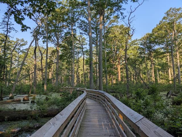 Twin Swamps Nature Preserve - Image 1