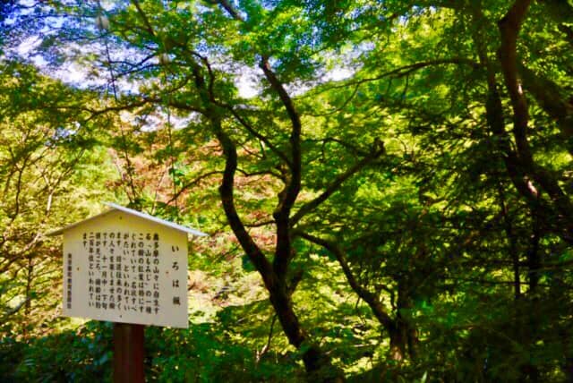 Large Japanese Maple Tree - Image 2