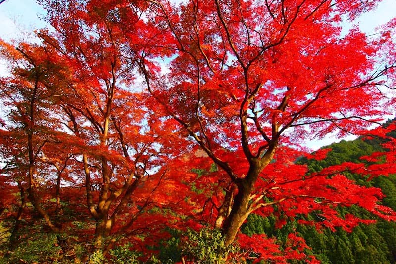 Large Japanese Maple Tree - Image 1